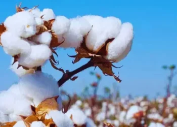 दक्षिणी हरियाणा में घट रहा कपास का रकबा