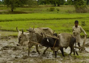 खरीफ बुवाई 1.50% पीछे, धान का रकबा 13.19 लाख हेक्टेयर घटा; बारिश की कमी बनी वजह