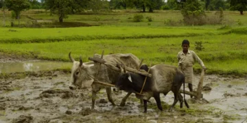 खरीफ बुवाई 1.50% पीछे, धान का रकबा 13.19 लाख हेक्टेयर घटा; बारिश की कमी बनी वजह
