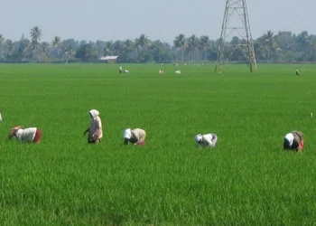 farmer
