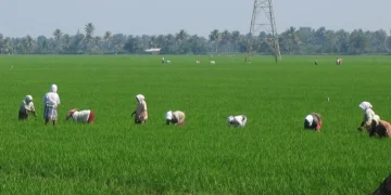 farmer