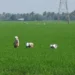 farmer