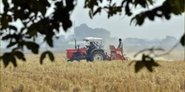 गेहूँ के आटा-मैदा निर्यात से हटी रोक, किसानों और मंडी भाव पर क्या होगा असर?
