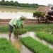 गोबरधन योजना 2026: 23,731 करोड़ का बजट, 10 साल तक तय CBG कीमत और गांवों को बड़ा फायदा