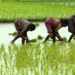 पीएम-किसान अब 2031 तक चलेगी