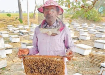 Beekeeping Business: मधुमक्खी पालन पर सरकार देती है सब्सिडी, कम लागत में शुरू करें कमाई का कारोबार