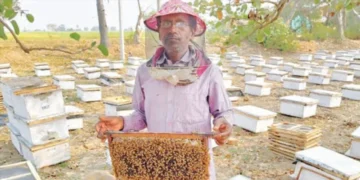 Beekeeping Business: मधुमक्खी पालन पर सरकार देती है सब्सिडी, कम लागत में शुरू करें कमाई का कारोबार
