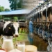 milk