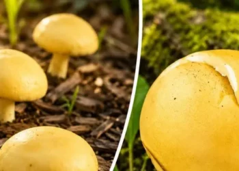 अरुणाचल प्रदेश में मिला दुर्लभ येलो पफबॉल मशरूम