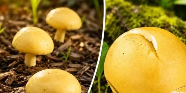 अरुणाचल प्रदेश में मिला दुर्लभ येलो पफबॉल मशरूम