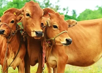 पशुधन प्रसार अधिकारी के 1251 पदों के लिए नोटिफिकेशन जारी