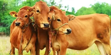 पशुधन प्रसार अधिकारी के 1251 पदों के लिए नोटिफिकेशन जारी