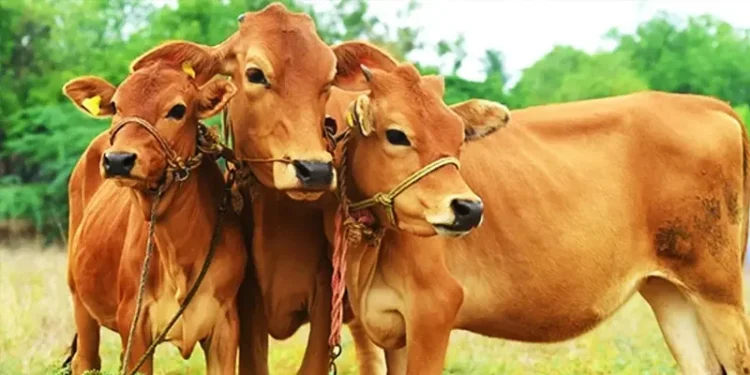 पशुधन प्रसार अधिकारी के 1251 पदों के लिए नोटिफिकेशन जारी