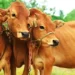 पशुधन प्रसार अधिकारी के 1251 पदों के लिए नोटिफिकेशन जारी