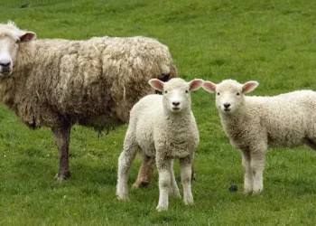 Sheep Farming Tips: बारिश में भेड़ों को बीमारियों से बचाने के लिए किसान रखें इन बातों का ध्यान