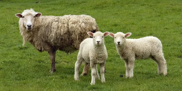 Sheep Farming Tips: बारिश में भेड़ों को बीमारियों से बचाने के लिए किसान रखें इन बातों का ध्यान