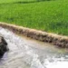 Smart Irrigation: झारखंड के किसान खेतों में सुरंग बनाकर कर रहे सिंचाई, बिना पाइप के 10 एकड़ में पहुंचता है पानी