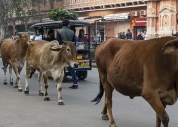 आवारा पशुओं से हादसों पर मिलेगा मुआवजा