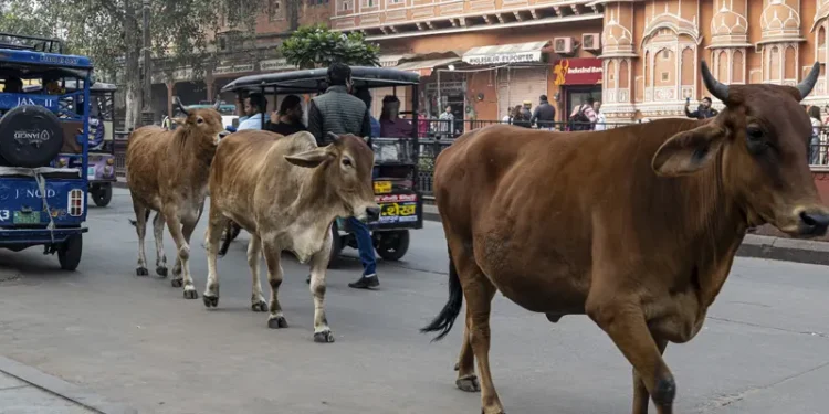 आवारा पशुओं से हादसों पर मिलेगा मुआवजा