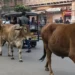 आवारा पशुओं से हादसों पर मिलेगा मुआवजा