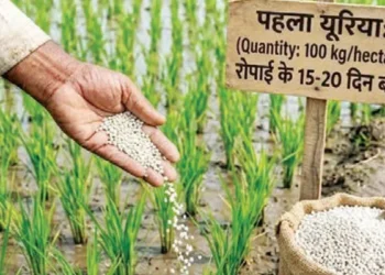 Paddy Farming Tips: धान में यूरिया डालने का सही समय और तरीका, ज्यादा पैदावार के लिए रखें इन बातों का ध्यान