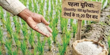 Paddy Farming Tips: धान में यूरिया डालने का सही समय और तरीका, ज्यादा पैदावार के लिए रखें इन बातों का ध्यान