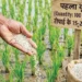 Paddy Farming Tips: धान में यूरिया डालने का सही समय और तरीका, ज्यादा पैदावार के लिए रखें इन बातों का ध्यान