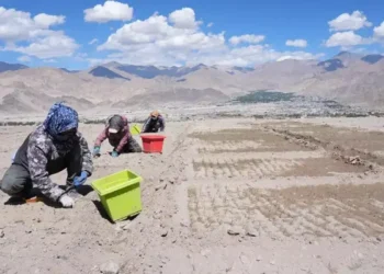 केसर की खुशबू से महकेगी लद्दाख की बंजर धरती