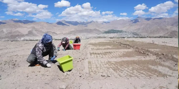केसर की खुशबू से महकेगी लद्दाख की बंजर धरती