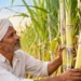 गन्ने की तौल और रिकवरी जांचेगी समिति